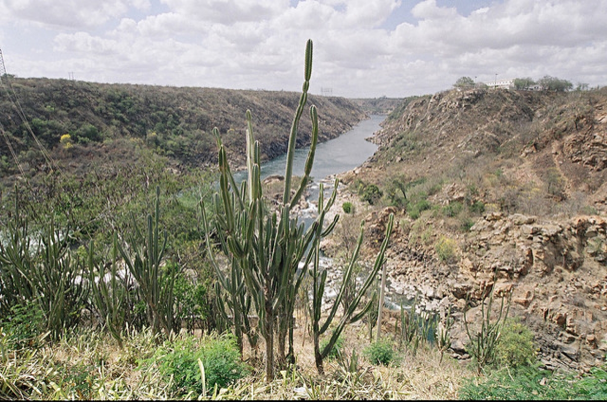 caatinga brasileiro