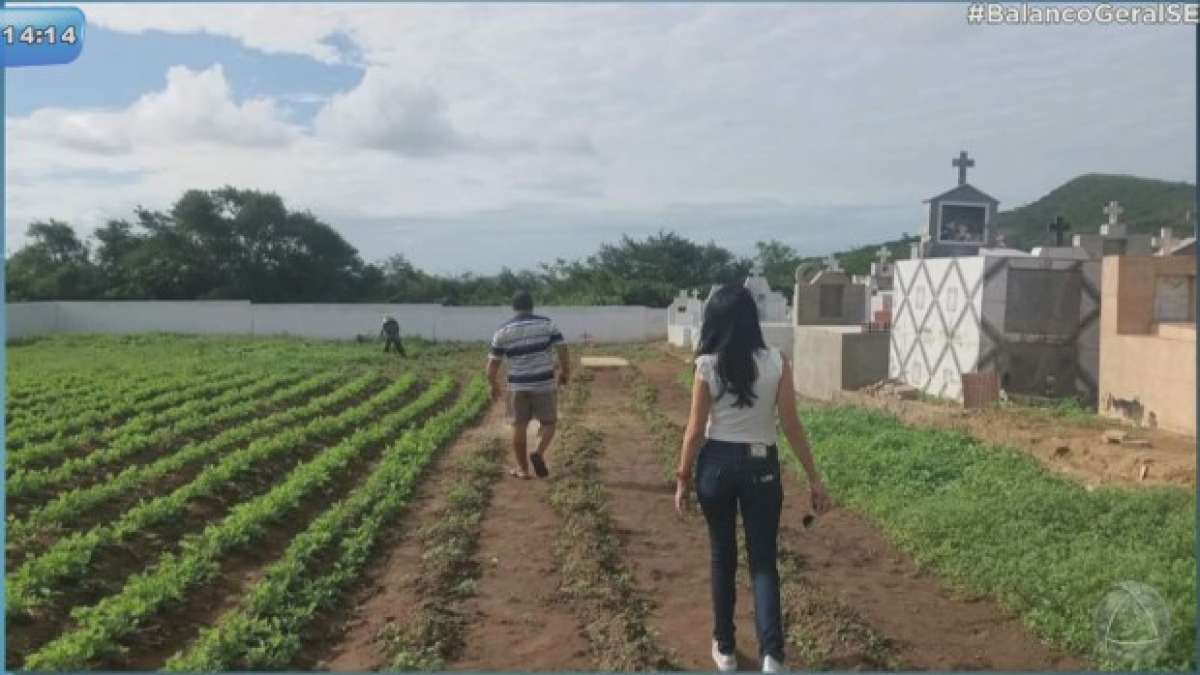 Cemitério estava sendo utilizado para plantação de amendoim em Sergipe (Foto: Reprodução de vídeo/ Programa Balanço Geral) Cemitério estava sendo utilizado para plantação de amendoim em Sergipe (Foto: Reprodução de vídeo/ Programa Balanço Geral)