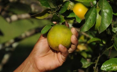 Programa Mão Amiga Laranja entrega cartões a beneficiários de 22 a