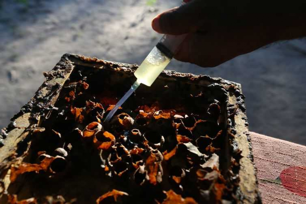 Cultivo de abelhas em comunidade (Foto: José Cruz/ Agência Brasil)