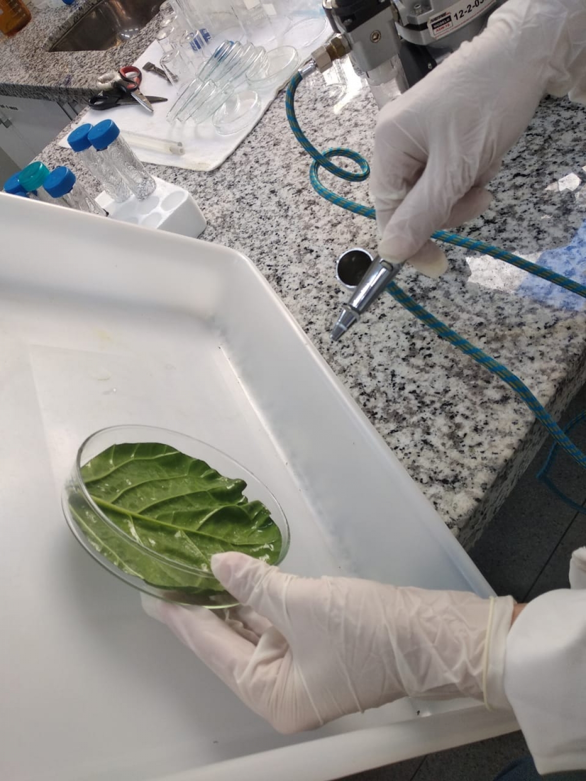 Aplicação de bioinseticida em laboratório para testes (Foto: Assessoria de Imprensa Unit)
