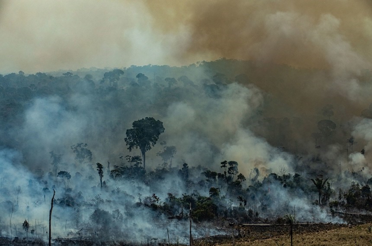 Amazônia: Como a devastação afeta o futuro de todos nós? (Foto: Assessoria de Imprensa Unit)