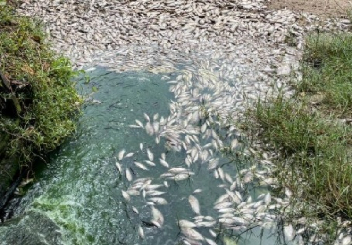 Barragem: Adema notifica duas empresas e recolhe os peixes mortos (Foto: Adema)