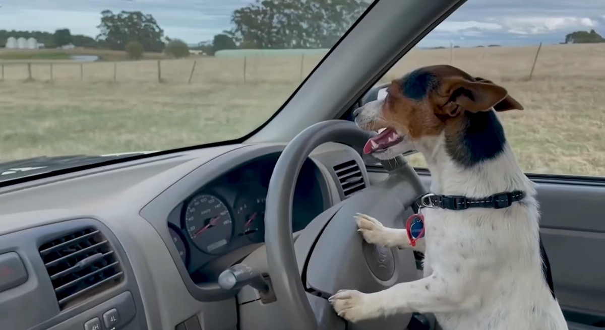 Cadela dirige caminhonete em fazenda da Austrália; assista - Foto: Olhar Digital